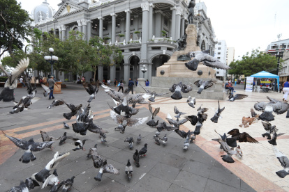 Las palomas revolotean a todas horas en diferentes sectores de la ciudad. En el centro se las observa en los alrededores del Municipio y Gobernación y en varios edificios patrimoniales, donde anidan.