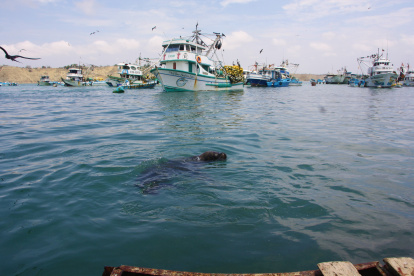 Anconcito. El lobo marino se pasea frente al área de desembarque.