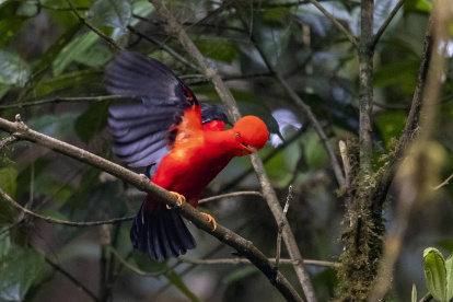 Fotografía del ave gallito de la peña, con su estridente color rojo, el 17 de noviembre de 2022, en Nanegalito, en la zona boscosa Chocó Andino de Pichincha, al noroccidente de Quito (Ecuador).