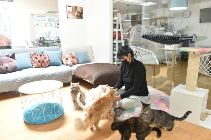 Dar un poco de comida y acariciar a los gatos sirve para que los visitantes se relajen. Generalmente son visitados por familias.