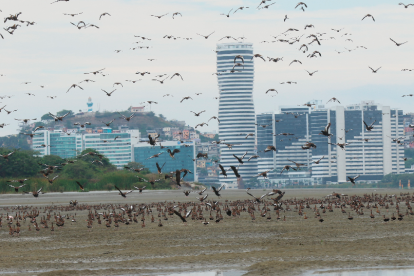 Islote. Miles de aves se posan en El Palmar y llegan hasta el aeropuerto.
