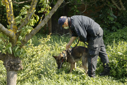 Un carabinieri con un perro rastreador busca cerca de la casa de los primos de Saman Abbas, en Novellara(Italia) el 2 de junio de 2021.