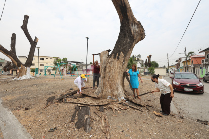 Las ramas secas de los árboles del parque de los Niños, en Guayacanes, fueron cortadas. Hoy solo están los troncos y aún no llega la reforestación prometida por el Municipio.