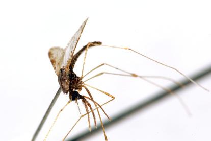 Un mosquito hembra del género "Apheles Albimanus" portador del virus de la malaria.