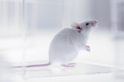 Rata en laboratorio