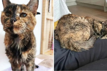 Merseyde. Flossie tiene una larga historia de familias con las que vivió en sus 120 años de edad humana.