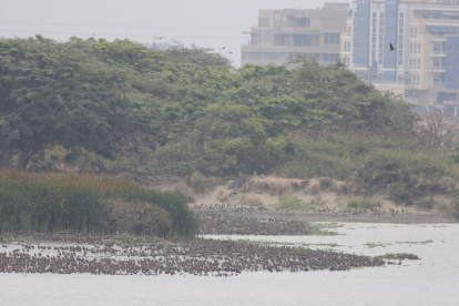 Miles de aves se encuentran en un islote del Río Guayas.