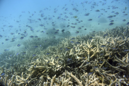 Imagen de archivo de varios peces tropicales entre la Gran Barrera de coral en la isla de Keppel (Australia).