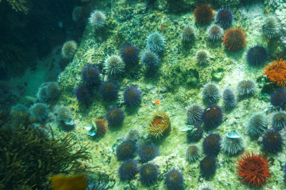 En la imagen de archivo, vista de unos erizos de mar y otras plantas marinas que viven en un bosque de quelpo (un alga marina) en el Océano Índico en False Bay, en Ciudad del Cabo, Sudáfrica.