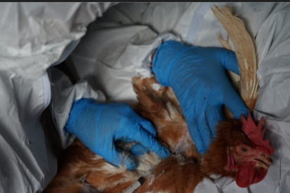 Acción. Agrocalidad y el MAG anunciaron un cerco epidemiológico.