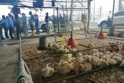 Galpón.- Uno de los lugares donde venden pollos en pie en Guayaquil.