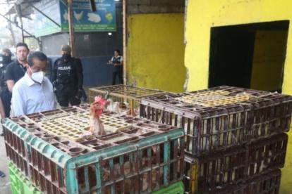 Control.- El gobernador del Guayas, Lorenzo Calvas, en un operativo en galpones donde venden pollos en pie.