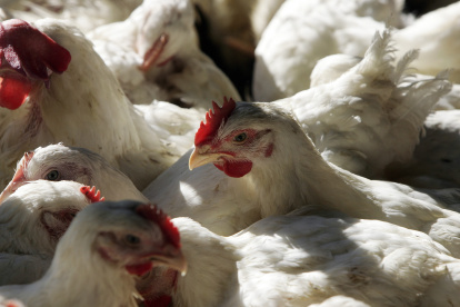 El sector avícola en Ecuador genera 1.800 millones de dólares anuales, apoya con el 24% del Producto Interno Bruto Agropecuario y genera 300.000 empleos. Fotografía de archivo.