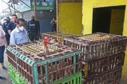 Acción.- El gobernador del Guayas, Lorenzo Calvas, realizó un operativo en galpones, vía a Daule, donde venden pollos en pie.