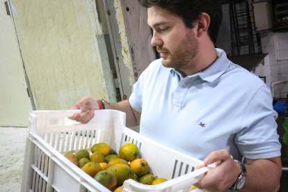 El cofundador de Remango Gonzalo Martínez observa mangos observa mangos el 23 de noviembre de 2022, en Asunción (Paraguay). EFE/