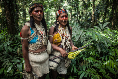 Mujeres Waorani cantan en la selva, su territorio ancestral en la región de Pastaza, en la Amazonía ecuatoriana