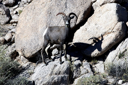 Dato. La caza del borrego cimarrón es vista como un trofeo para los turistas que llegan a Sonora.