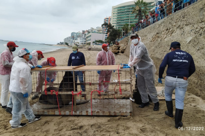 La especie. Fue trasladada en buenas condiciones a La Chocolatera.
