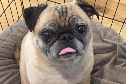 El can falleció el pasado 2 de diciembre