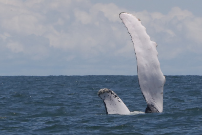 Fotografía de la aleta de una ballena jorobada.