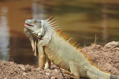 El percance dejó sin electricidad a más de un millar de usuarios en el condado Palm Beach (