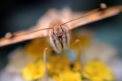 En la imagen de archivo, ejemplar de la mariposa Vanessa de los cardos (Vanessa cardui).