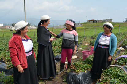 Ambato. Campesina de Chibuleo, en sus tareas de trabajo en las granjas. Ellas son socias de Curi Coral.