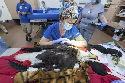 Miami. El equipo médico del Zoo mientras asistían al águila calva Rita.