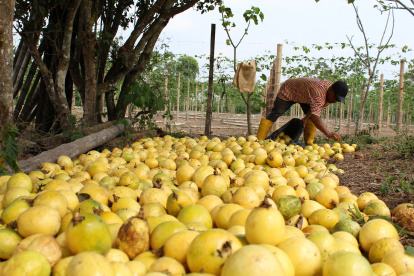 Las principales exportaciones son fruta fresca, pulpa, jugo y concentrados; no obstante, su cáscara y semillas son también demandadas por la industria alimenticia y cosmética.
