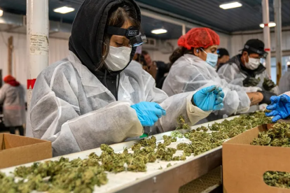 Muestra. Una botella de aceite derivado de la marihuana.