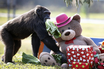 Situación. La mayoría de estos animales son rescatados de laboratorios.