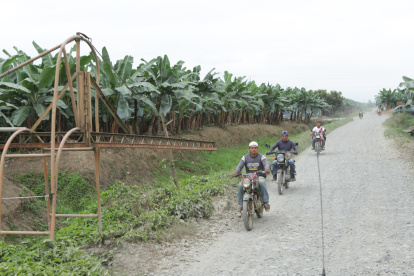 Hacienda.- Los plantas de banano que hay en más de 10.000 hectáreas que hay en La Clementina.