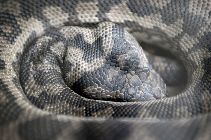 Carpet Python (Morelia spilota).
