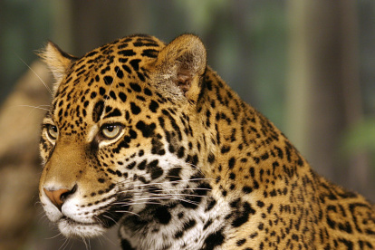 Fotografía cedida por el Centro para la Diversidad Biológica donde se muestra un jaguar, especie que fue incluida en la lista de especies en peligro de extinción en Estados Unidos en 1972.