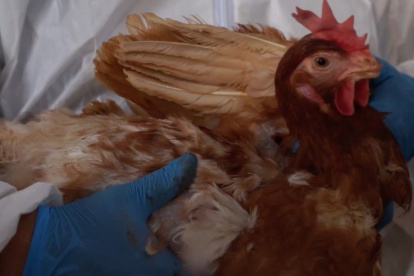 Control.- Un experto de Agrocalidad revisa a pollos en una granja, por los brotes de la gripe aviar.
