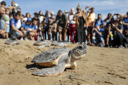 Las catorce tortugas nacidas del nido hallado en El Puig el pasado verano vuelven al mar.