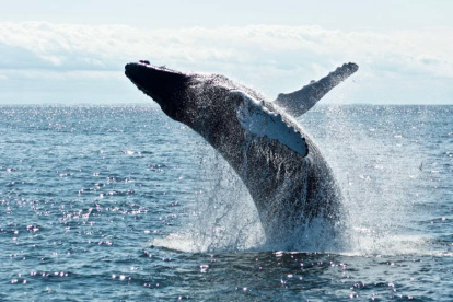 Imagen archivo de ballena
