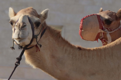Los camellos en Qatar