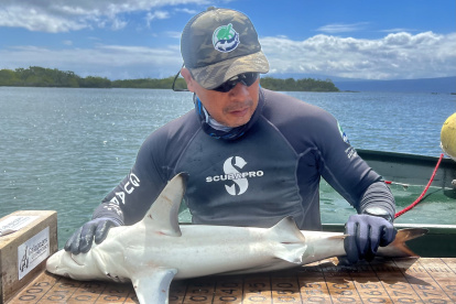 Fotografía cedida por la Dirección del Parque Nacional Galápagos que muestra a un investigador mientras toma medidas a una cría d tiburón martillo (Sphyrna lewini) en las Islas Galápagos (Ecuador). Un nuevo criadero de tiburones martillo (Sphyrna lewini) fue descubierto en las Islas Galápagos (Ecuador) y se suma a otras dos "guarderías" de ejemplares de menos de un año de esta especie en peligro crítico de extinción halladas anteriormente en el archipiélago.