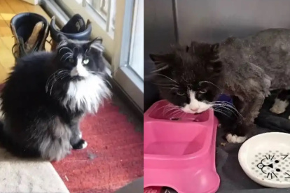 Nueva York. Mini en 2012 (izq.) y en 2022 tras haber sido encontrada.