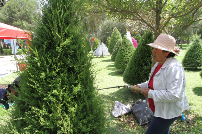 Podado. En los años de crecimiento, mes a mes son podadas las ramas, para que tome forma de cono.