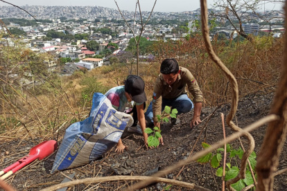 Grupos ambientalistas, empresa privada y habitantes de El Paraíso se unieron para reforestar el cerro.