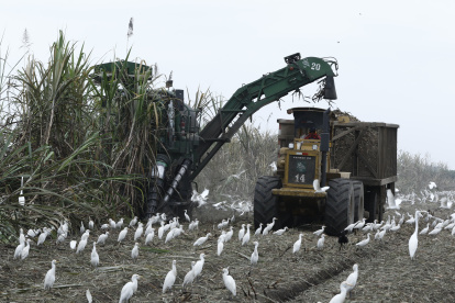 Trabajo.- La tarea de la recolección de la caña de azúcar.