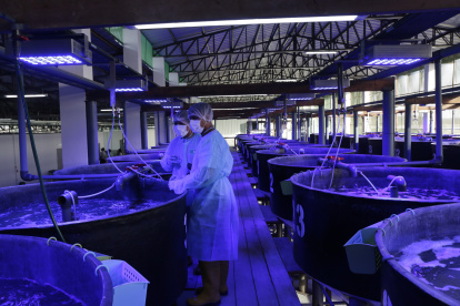 PLANTA DE PROCESAMIENTO DE ARTEMIA MONTADA POR LA UNIÓN DE CODEMET Y LA EMPRESA BELGA I&V BIO EN LA PROVINCIA DE SANTA ELENA |
SAN PABLO PRODUCCIÓN DE ARTEMIA LARVAS DE CAMARÓN CON NUEVA TECNOLOGÍA DONDE ESTUVO DE INVITADO EL VICEPRESIDENTE OTTO SONNENHOLZNER | PERIODISTA: LISBETH ZUMBA FECHA: 24/01/2020 Agencia (ag-extra)