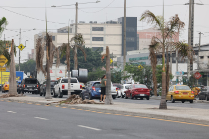A la altura del dispensario Valdivia del IESS, en la avenida 25 de Julio, se observa solo el tronco y ramas tostadas de las palmeras.