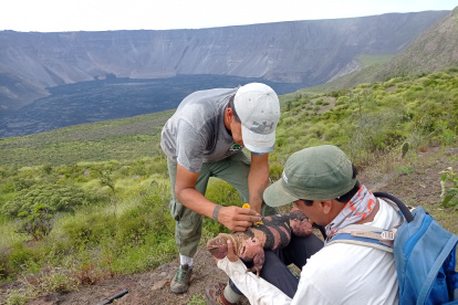 Escenario. Neonato de iguana rosada localizada en el volcán Wolf de la isla Isabela.