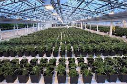 Siembra.- Un cultivo de cannabis actualmente usado en una variedad de productos que se venden en farmacias.