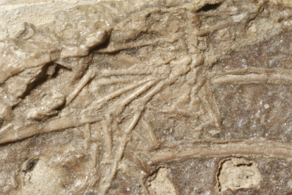 Fotografía de cerca de la pata de un mamífero entre las costillas de Microraptor.