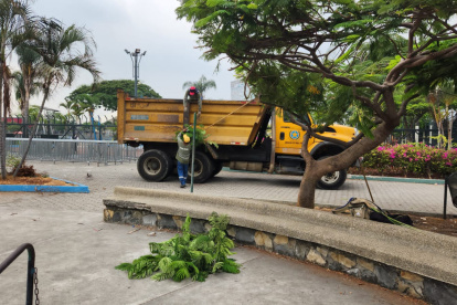 Hecho. Las plantas marchitas y la basura fueron retiradas del lugar.