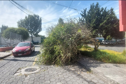 El árbol se cayó en el sector de Carapungo, en el norte de Quito.